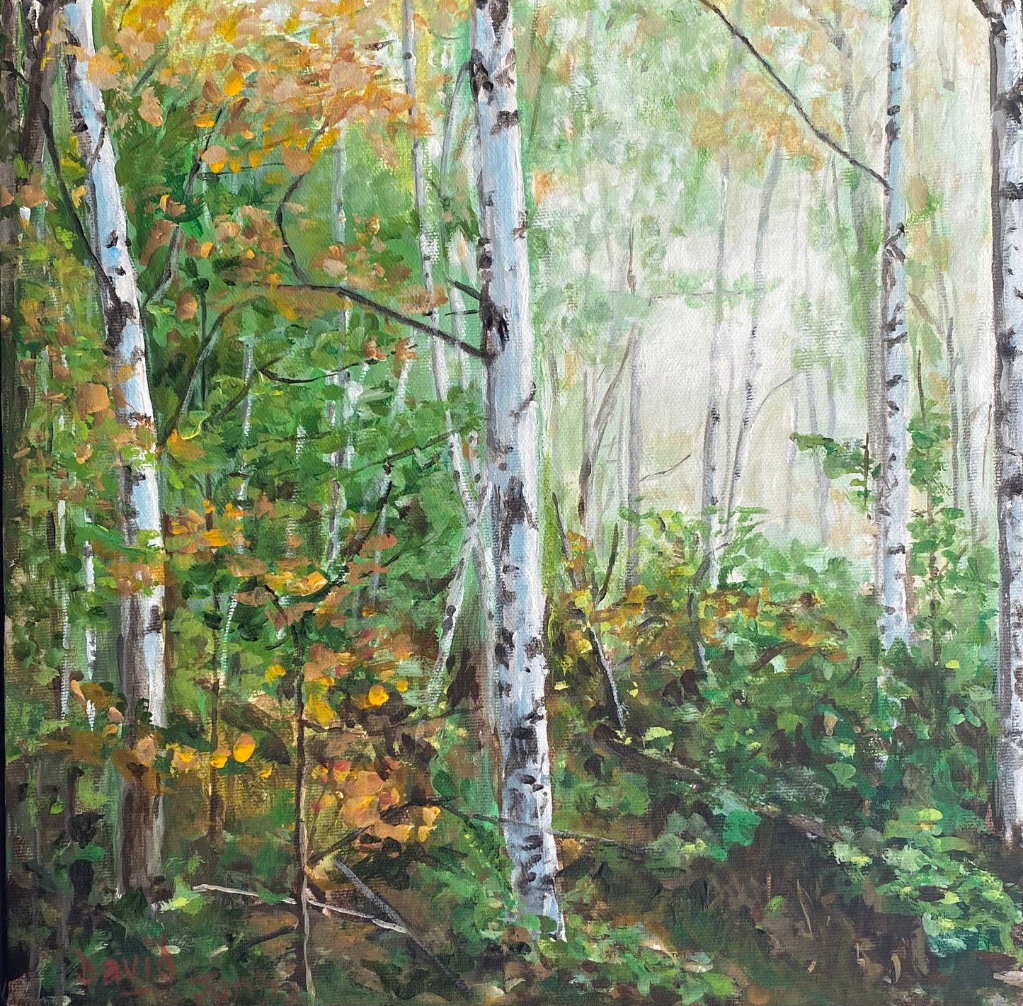 Birch Woods